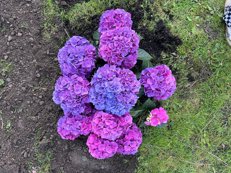 Support Heavy Blooms