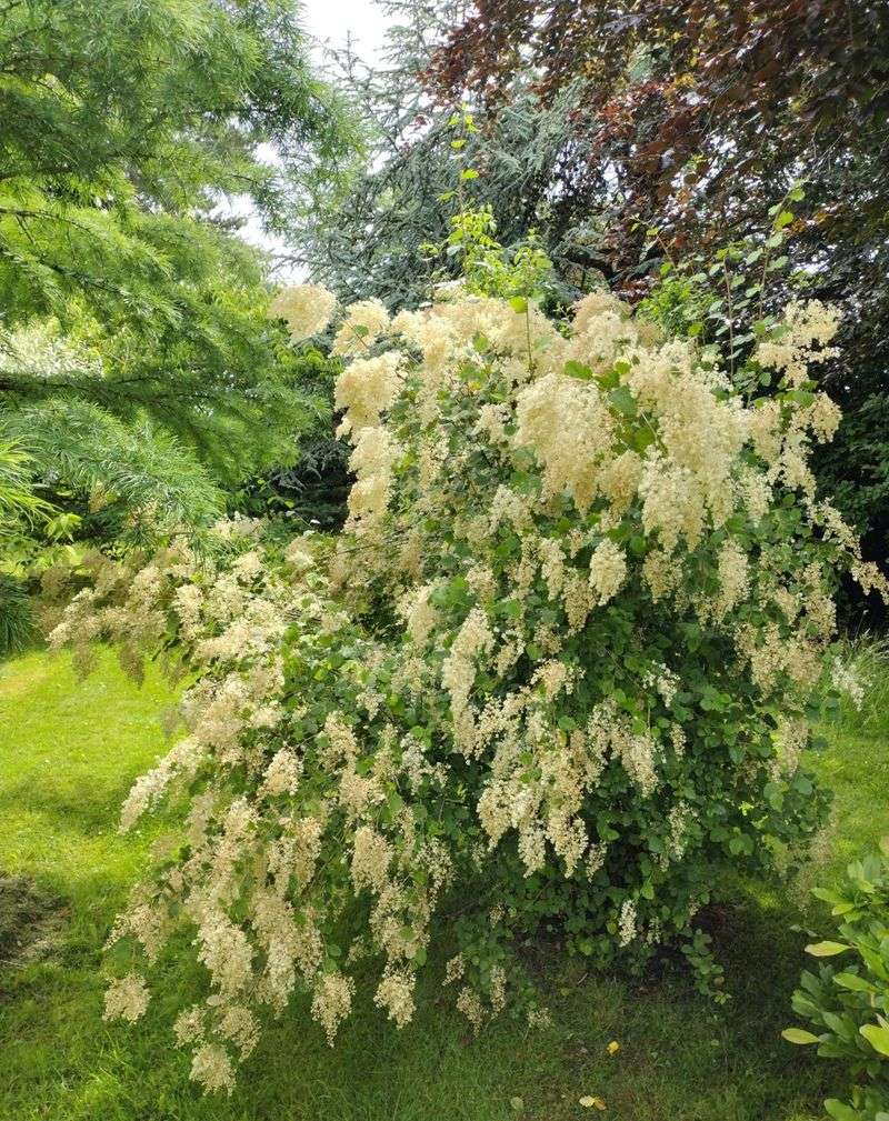 Oceanspray Handles Dry Edges With Foamy Summer Blooms