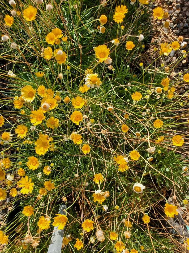Angelita Daisy Blooms Like It Has A Backup Plan