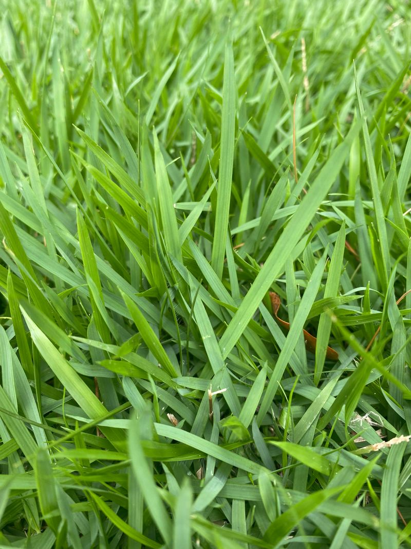 Matching Fertilizer Ratios To Grass Type
