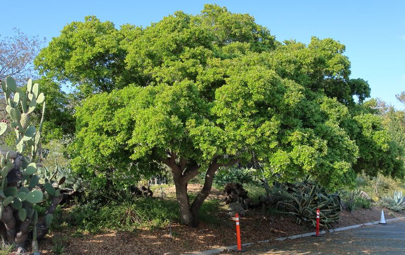 How This Oak Handles Texas Heat And Drought