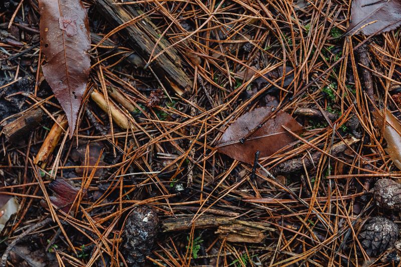 Protect Roots With Mulch