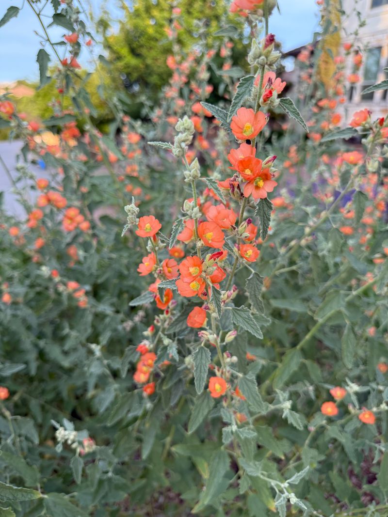 Globe Mallow Brings Desert Color In Waves