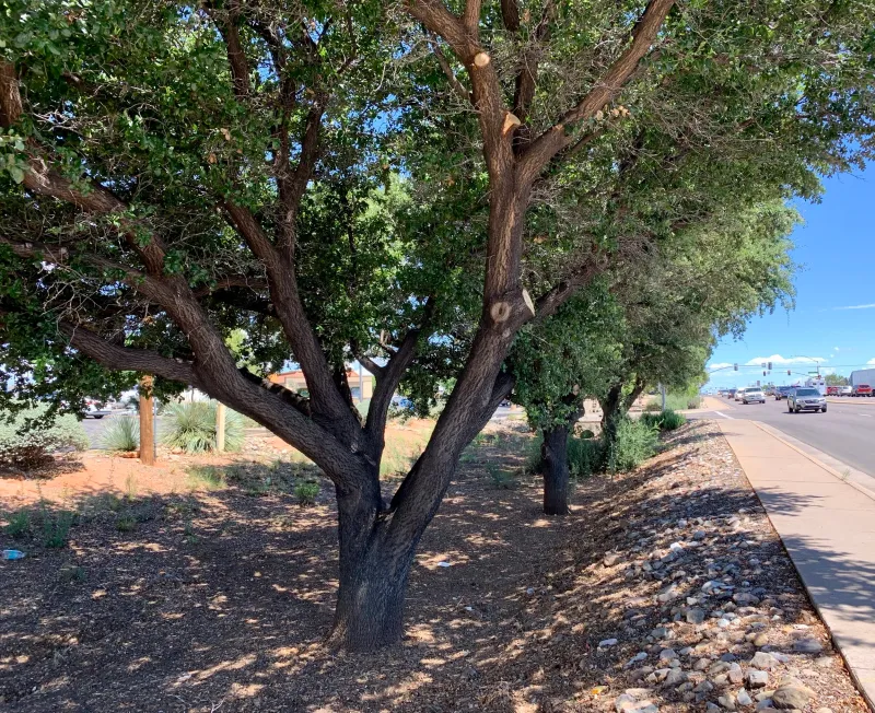 Give Escarpment Live Oak The Right Growing Conditions