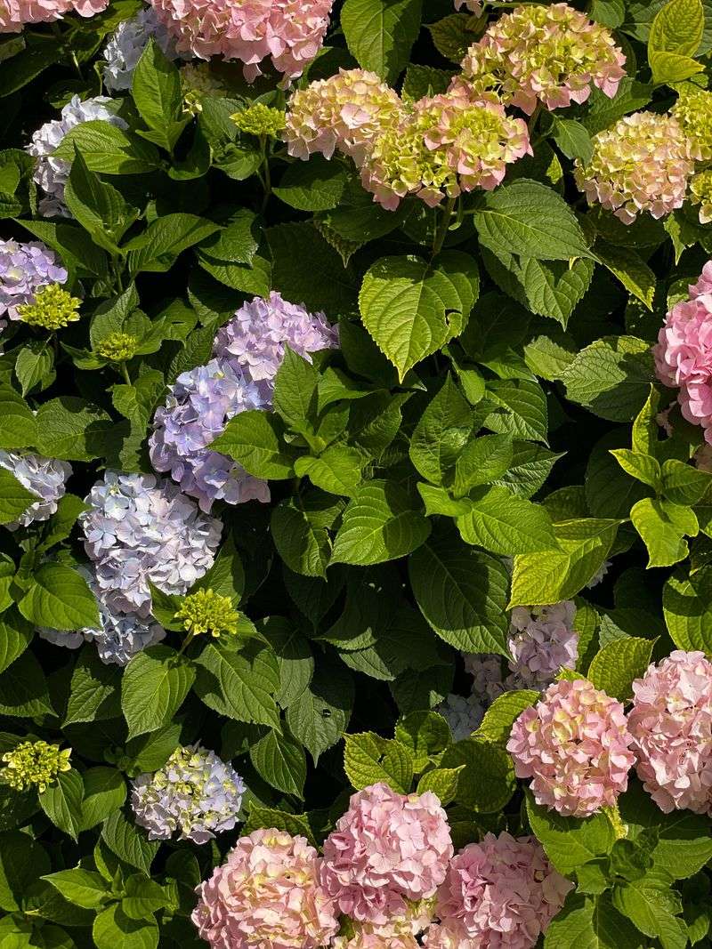 Snip Spent Blooms Off