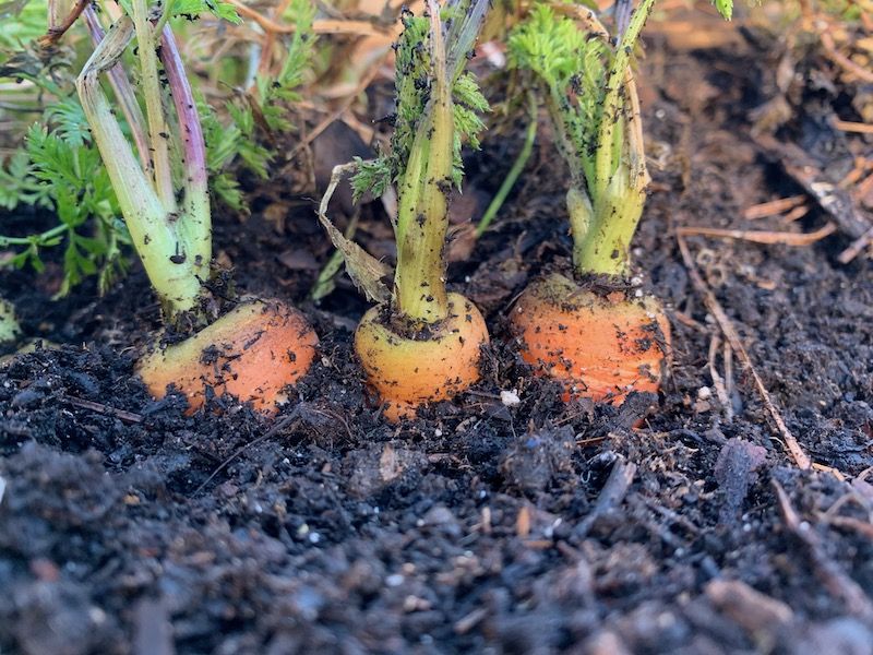 Carrots For Sweet Roots In Cool Soil