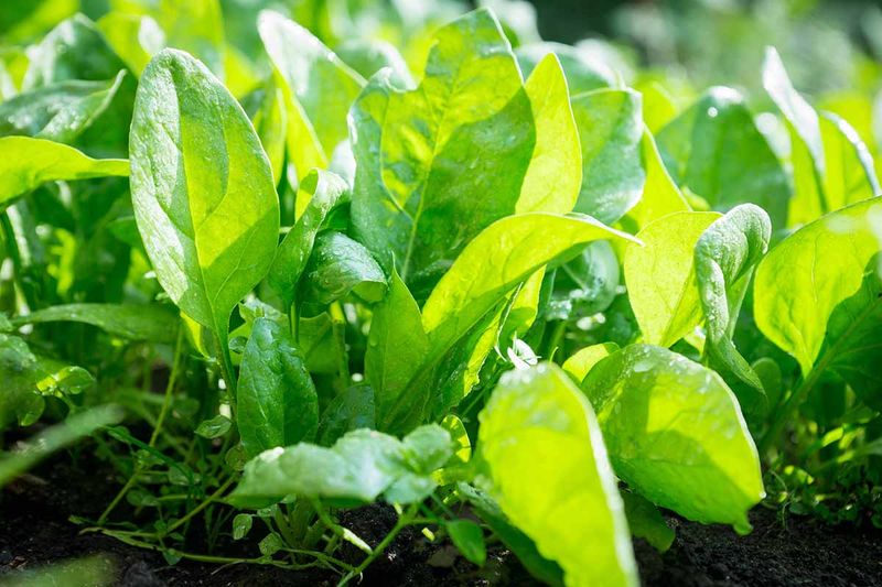 Spinach For Quick Growth In Virginia's Cooler Days