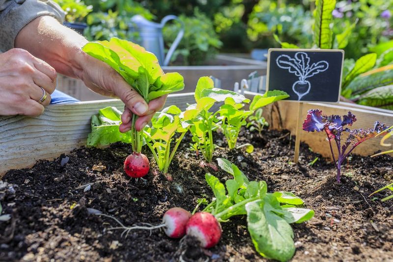 Radishes For One Of Virginia's Fastest Fall Harvests