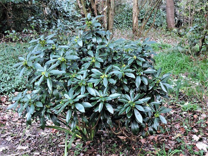 Why This Shrub Looks So At Home In Washington Gardens