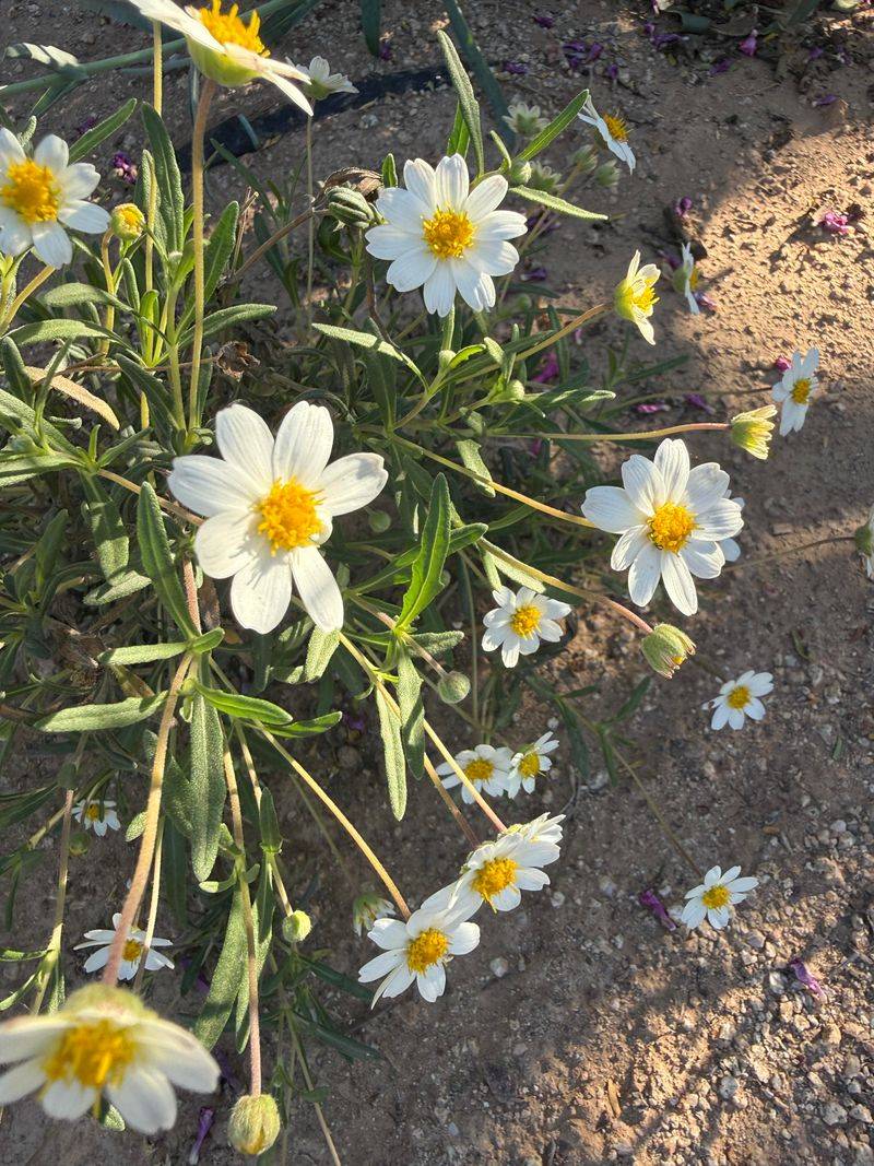 Blackfoot Daisy Handles Hot Gravel Edges