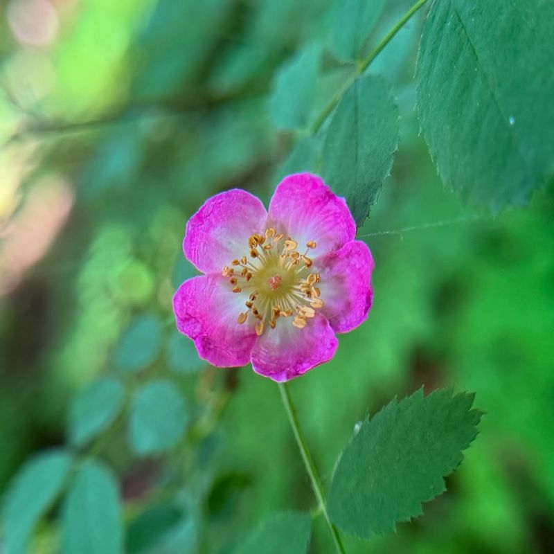 Baldhip Rose Gives Side Yards Flowers Without A Formal Hedge