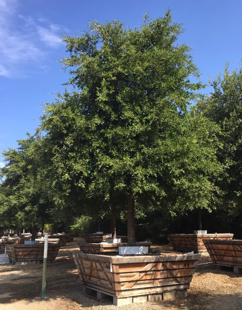 Get More Than Summer Shade From This Native Oak