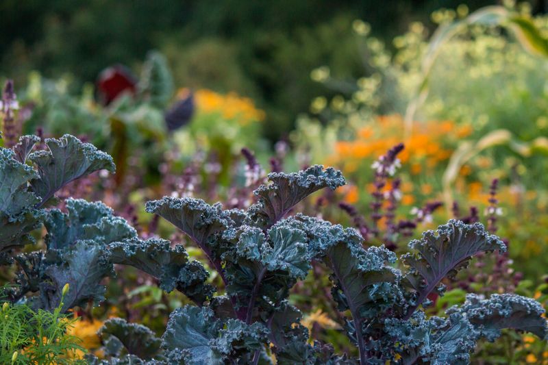 Kale For Harvests Through Virginia's Cool Season
