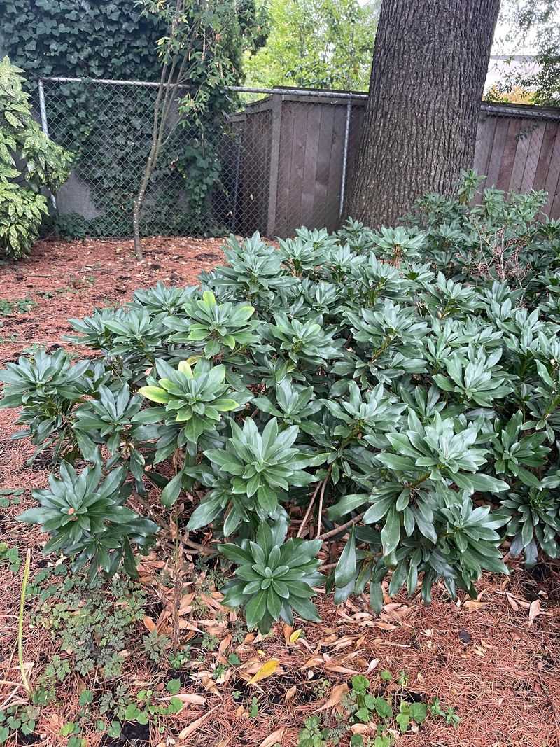 What To Do If You Find It In Your Yard
