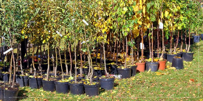 Fall Planting Tips For Cold-Hardy Success