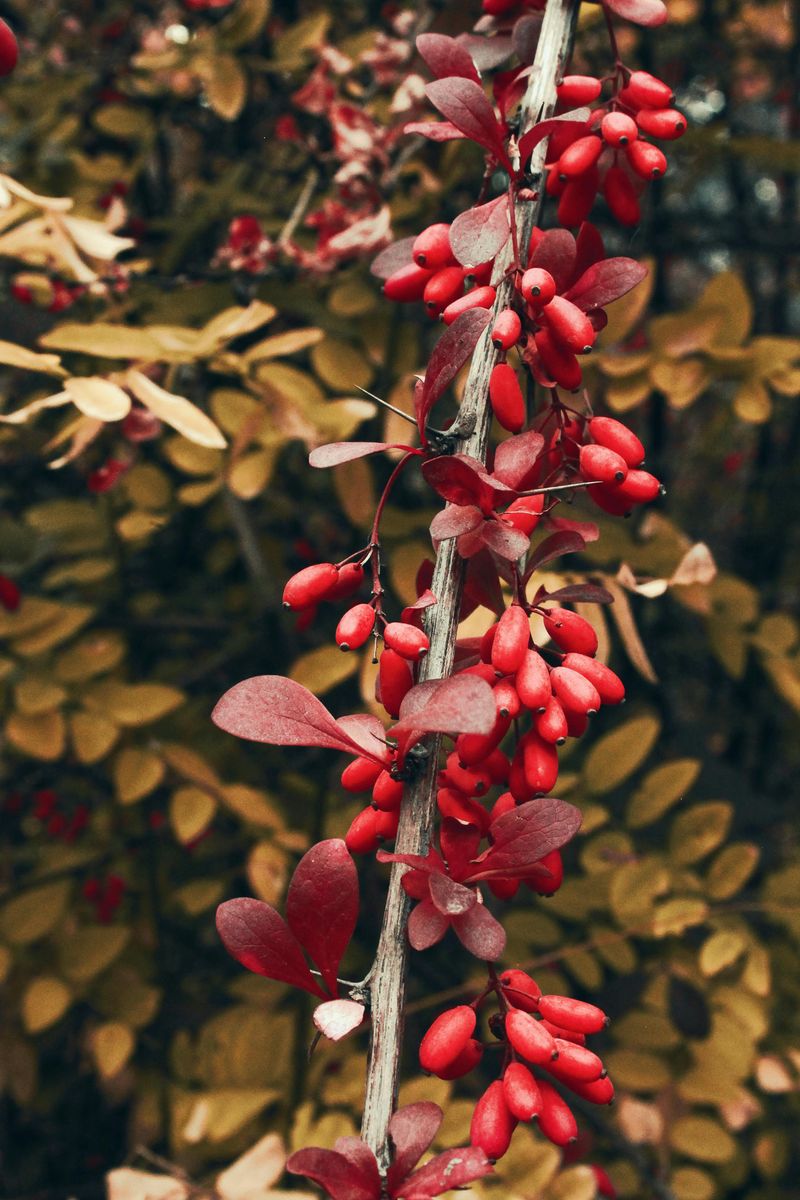 It Crowds Out Native Plants