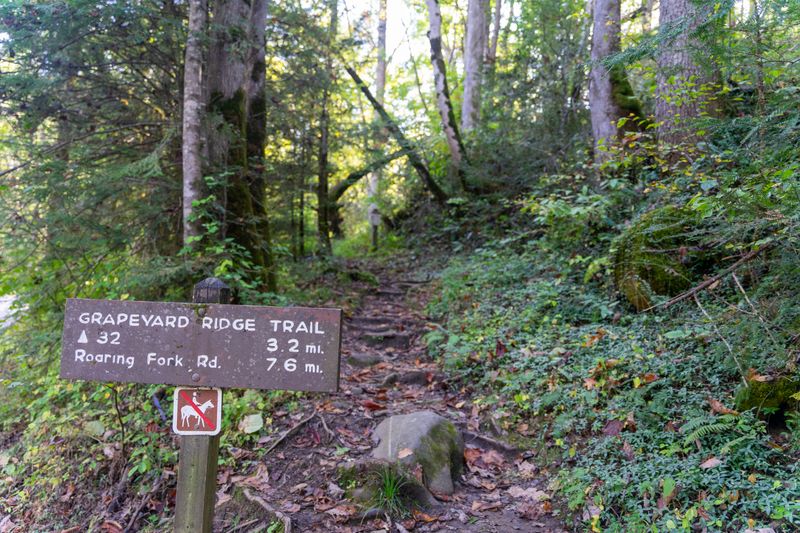 Discovering Grapeyard Ridge Trail in Gatlinburg