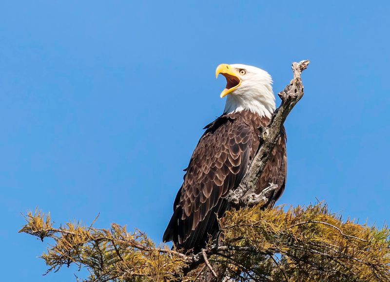 A Tennessee State Park Where Bald Eagles Steal the Show