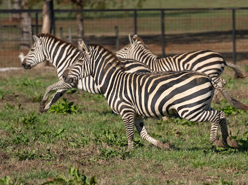 Why Southland Safari Belongs on Your Tennessee Bucket List