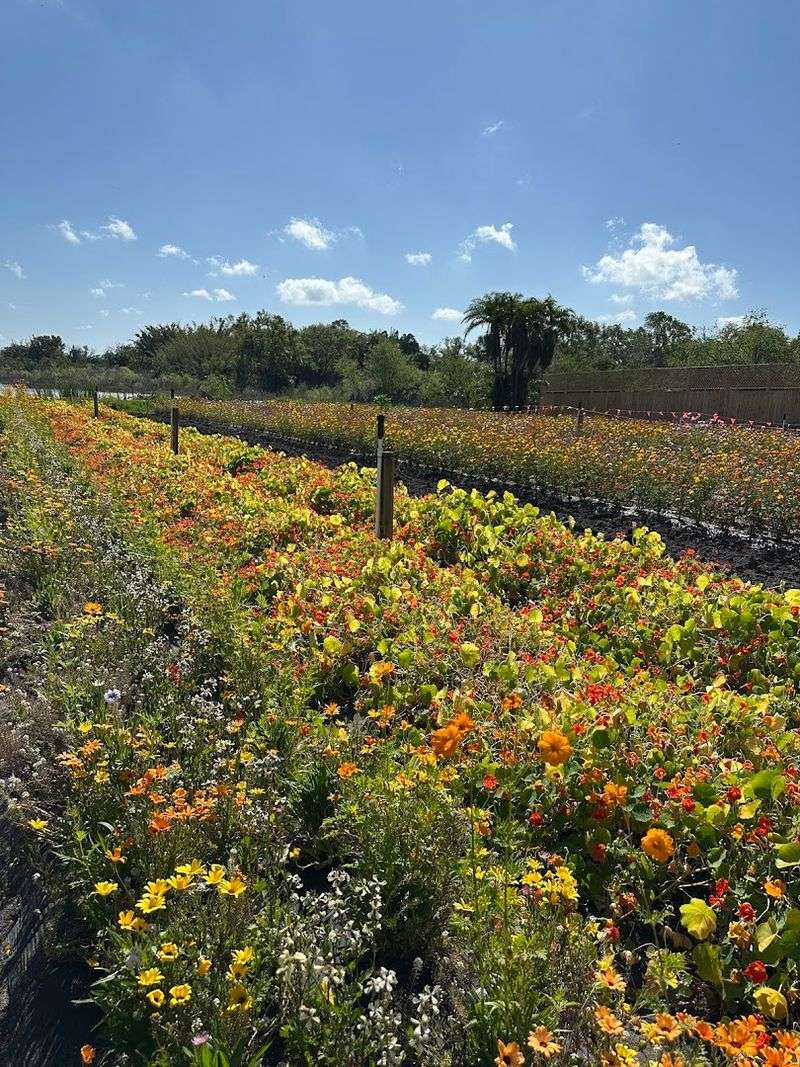 U-Pick Flower Fields That Bloom Year-Round