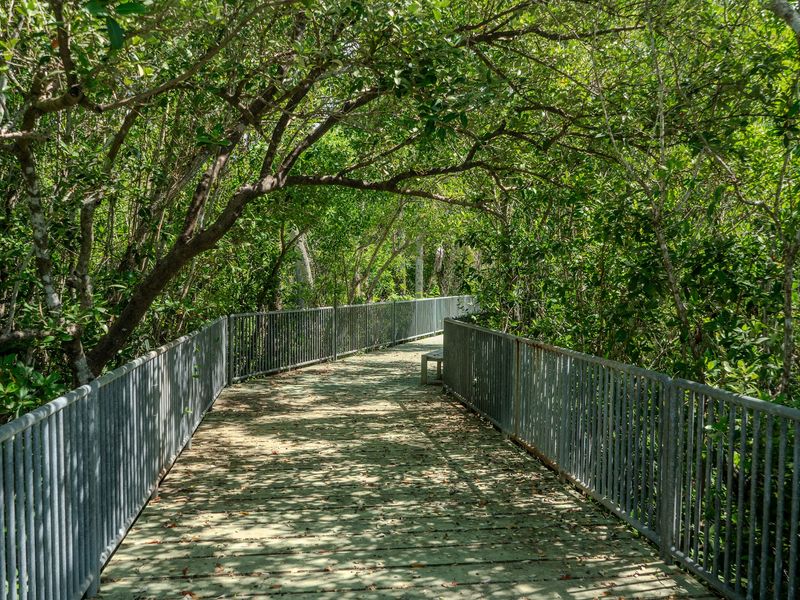 Mangrove Trails and the Snail Trail