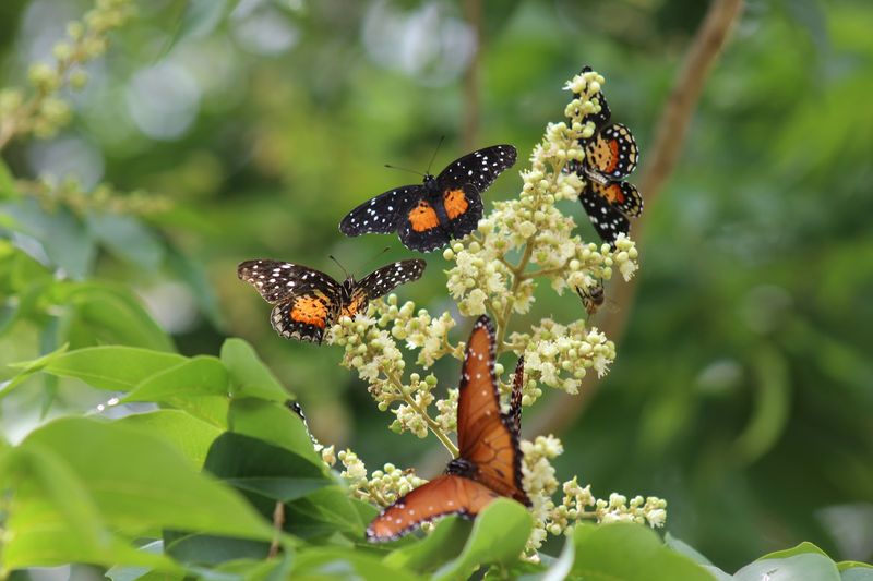 A Living Laboratory for Lepidoptera