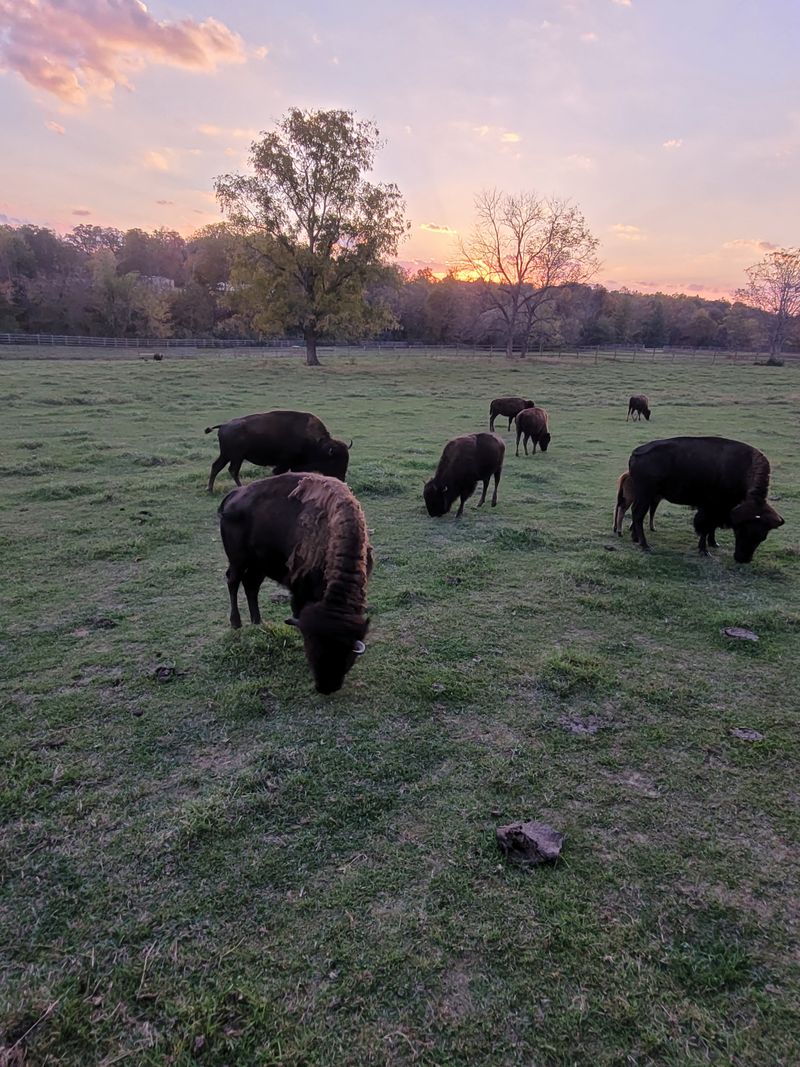 A Taste of the Wild West in Cookeville