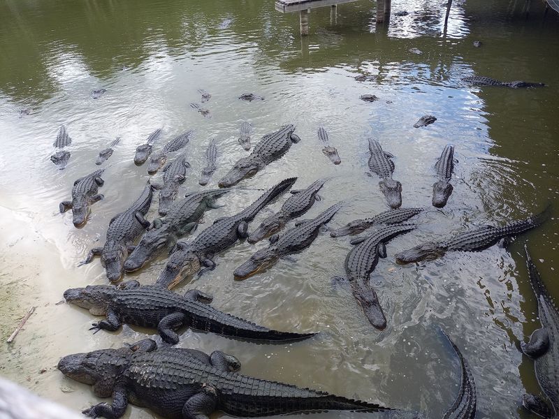 Thousands of Gators in Every Size Imaginable
