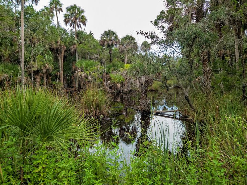 Lower Suwannee National Wildlife Refuge (Chiefland/Cedar Key)