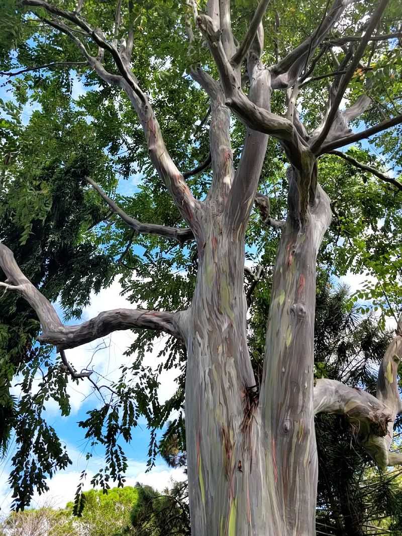 Over 200 Exotic Tree Species From Around the World