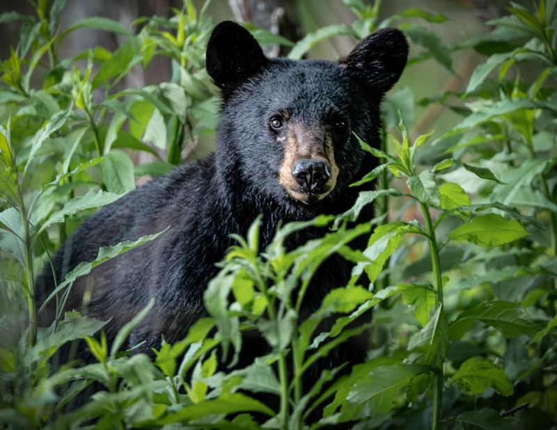 Wildlife You Might Spot Along the Way