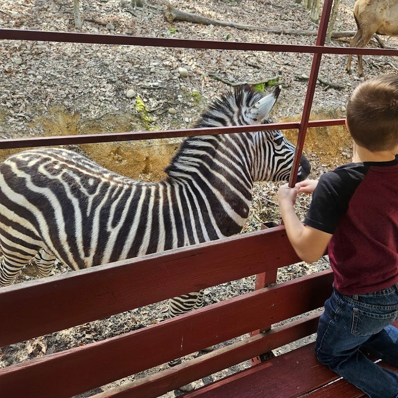 The Chance To Hand-Feed Animals Is What Everyone Comes For