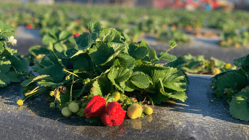 Southern Grace Farms (Enigma)