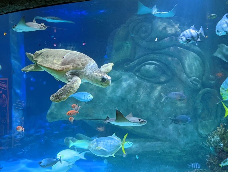 Behind-the-Scenes Turtle Experience Worth The Extra Cost