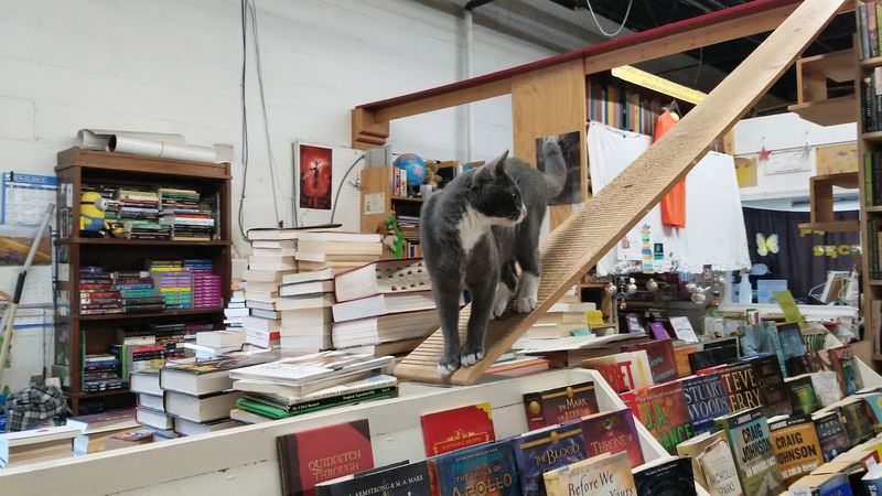 A warm mission tied to cat rescue and adoption