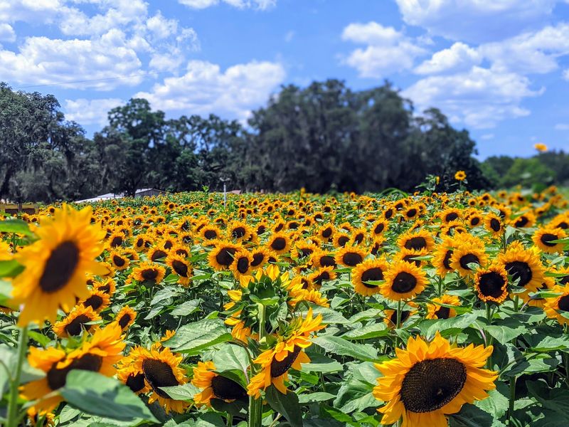 Sweetfields Farm Fall Festival (Masaryktown/Brooksville) - September 26-November 8