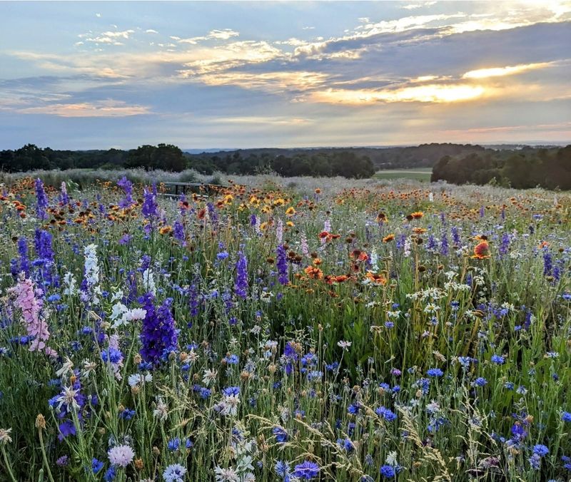 The Flower Fields Change With the Season
