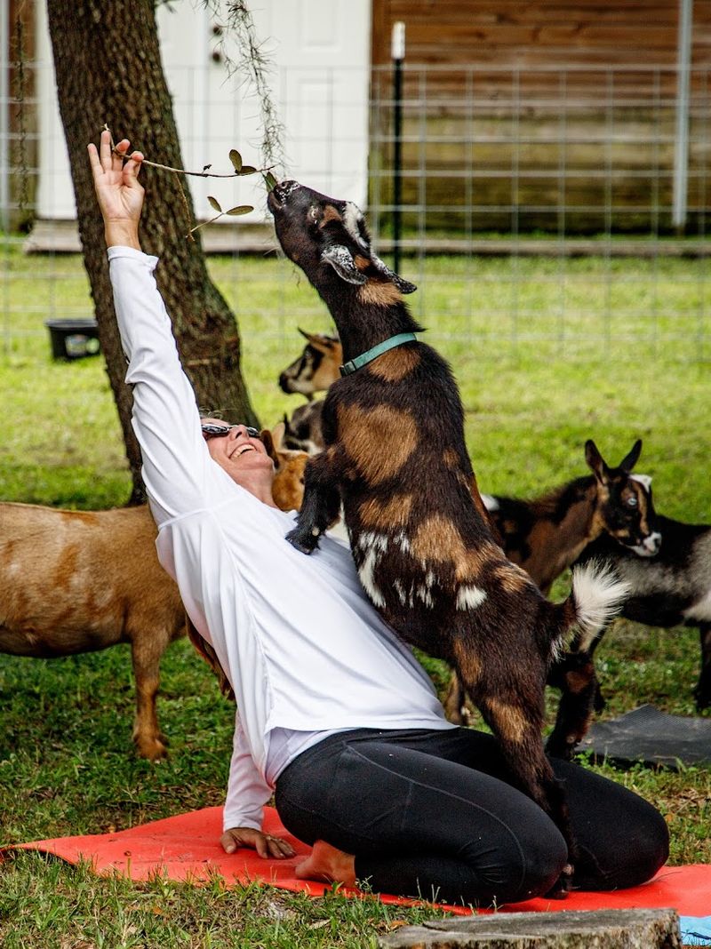 Goat Yoga: Stretch, Laugh, Repeat