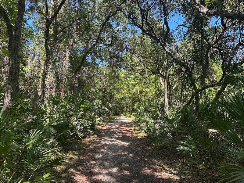 Rainforest Vibes With Palms, Pines, and Floridian Jungle