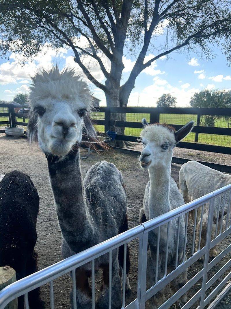 There’s an Alpaca and Mini Cow Farm Near West Palm Beach That’s Almost Too Cute