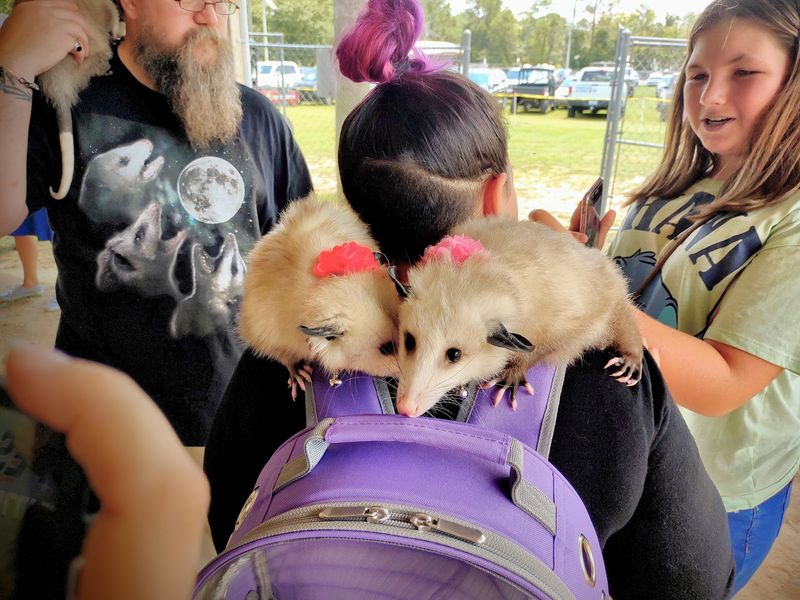 The Famous Possum King and Queen Contest