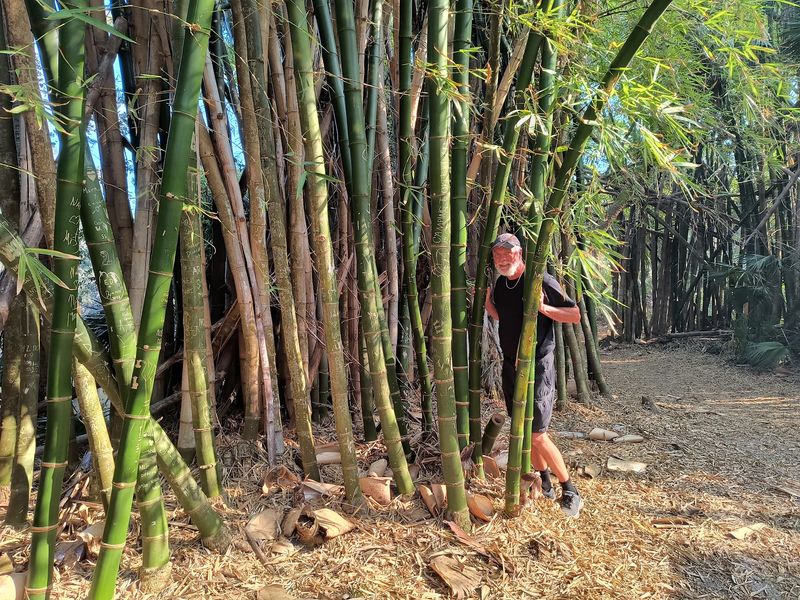 Walk Through the Famous Bamboo Tunnels