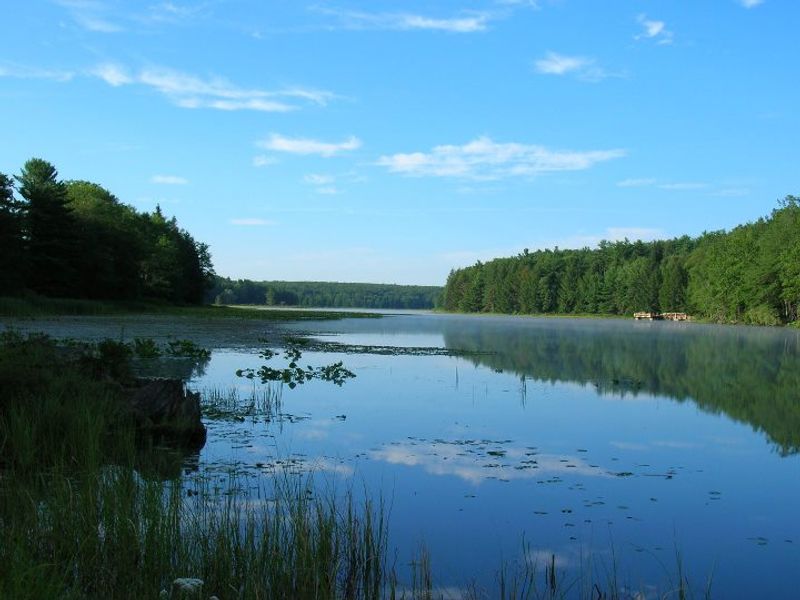 Bog Trail, Black Moshannon State Park