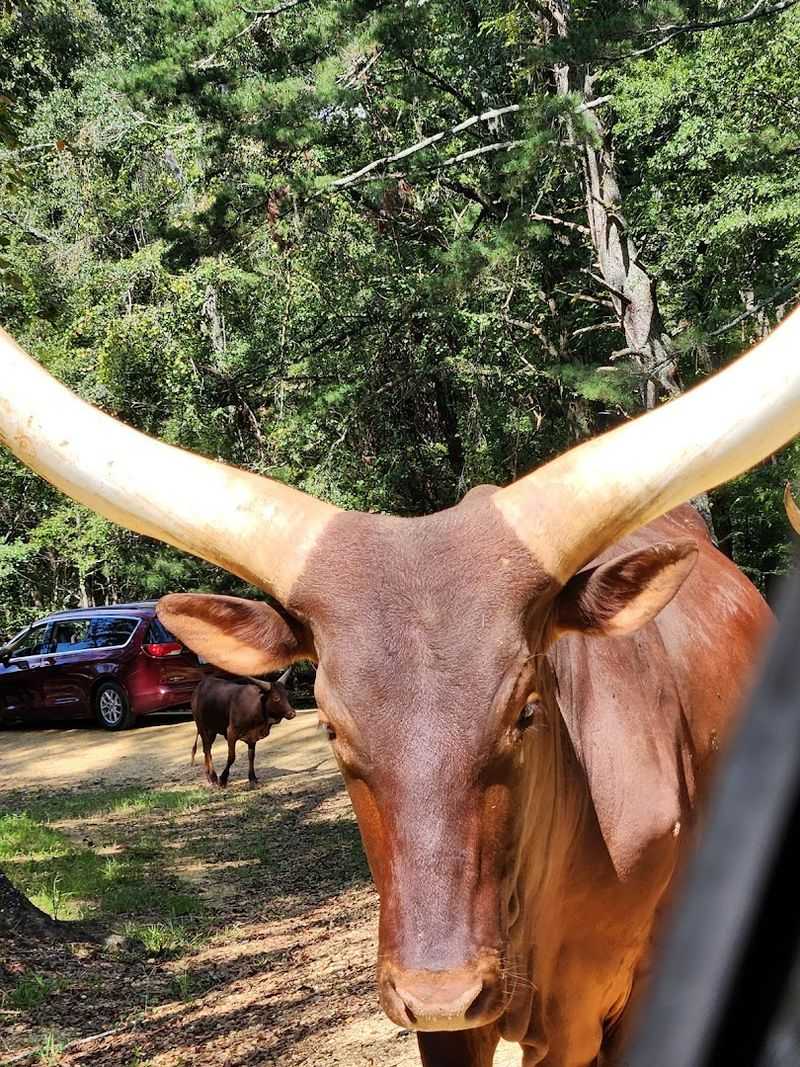 Safety, Car Care, and Polite Safari Etiquette