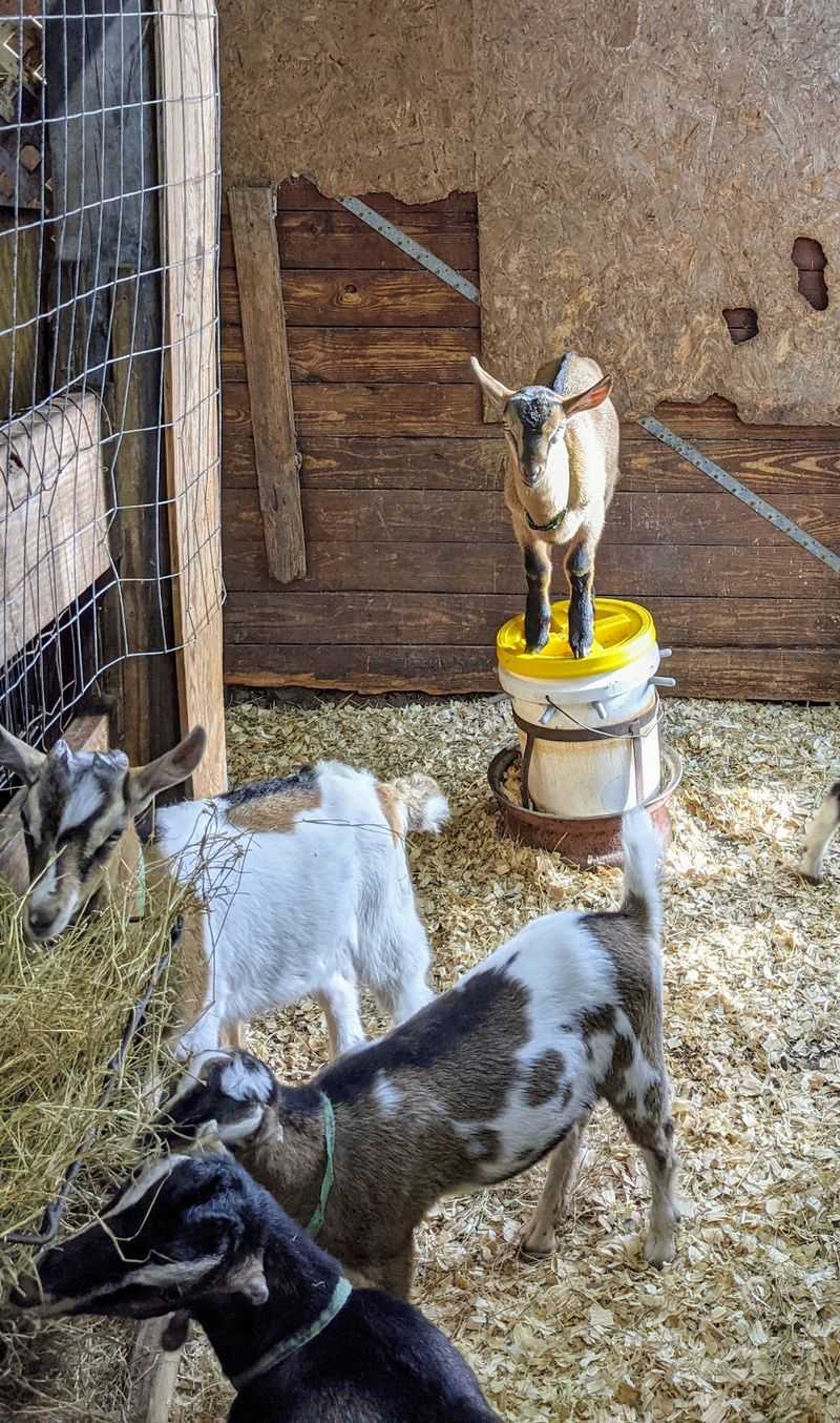 Meet the Rescue Cats Who Run the Farm