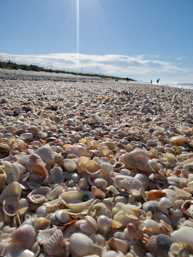 Shark Teeth Everywhere If You Know Where to Look