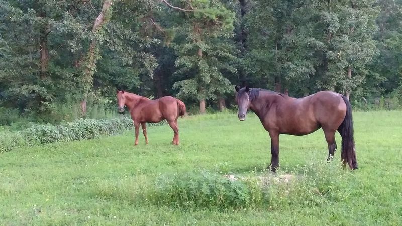 Outdoor Adventures in the Surrounding Countryside