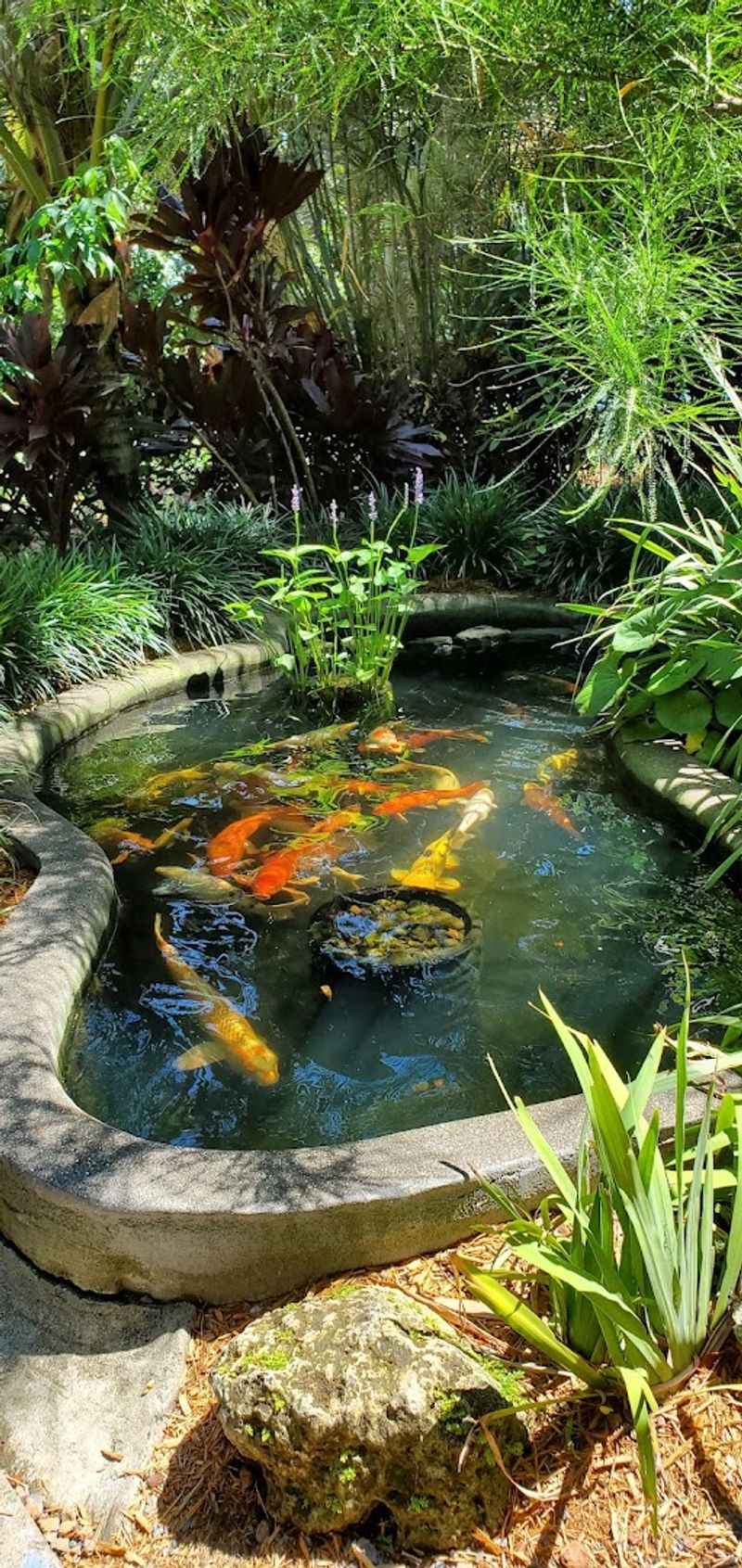 Giant Koi Fish Gliding Through Ponds