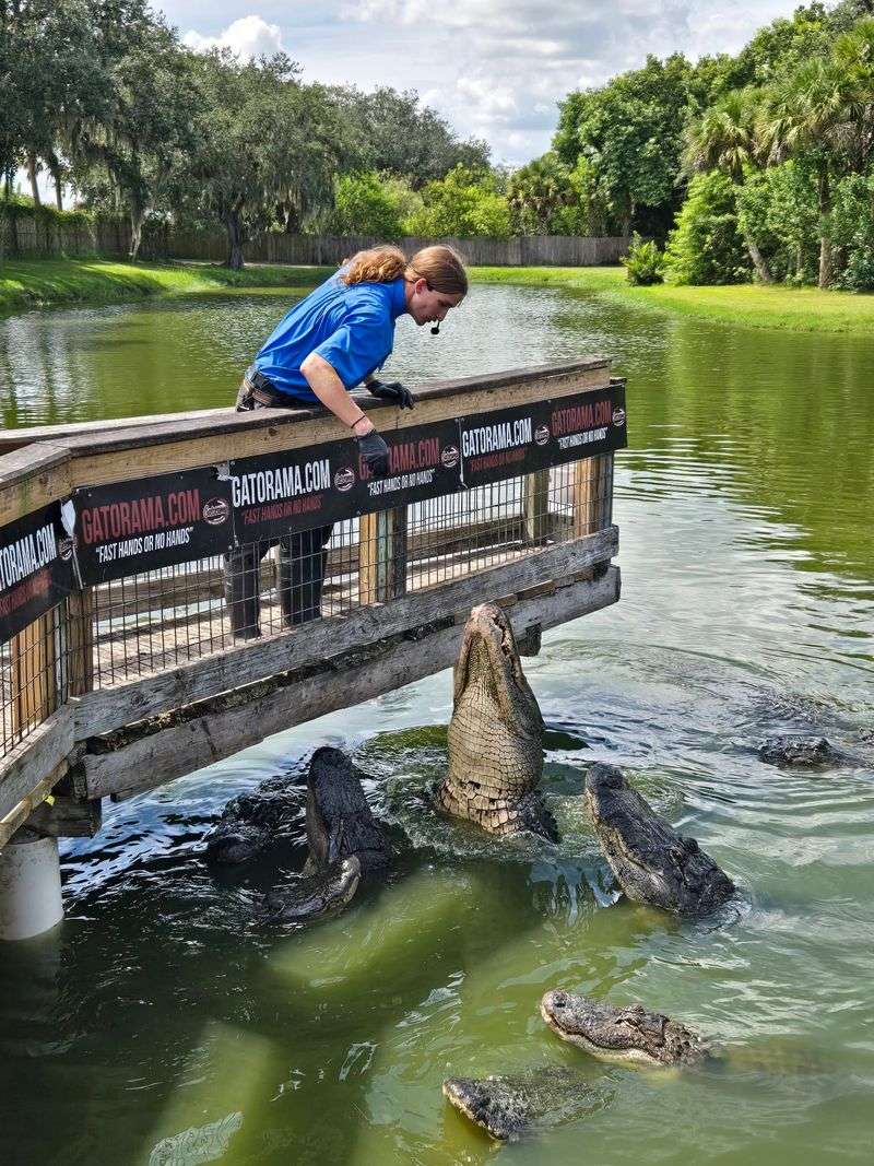 The Legendary Gator Feeding Shows