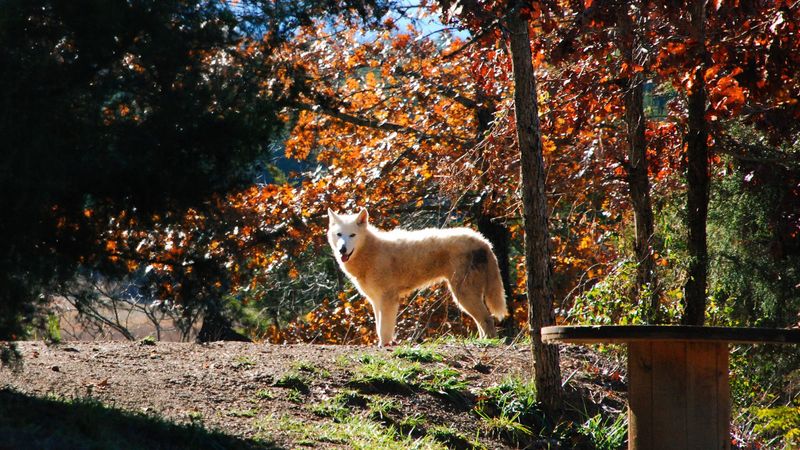 Why Wolf Paws Is One of Tennessee's Most Meaningful Animal Experiences